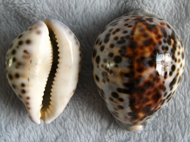 身近な貝殻図鑑：ホシダカラの標本(1)