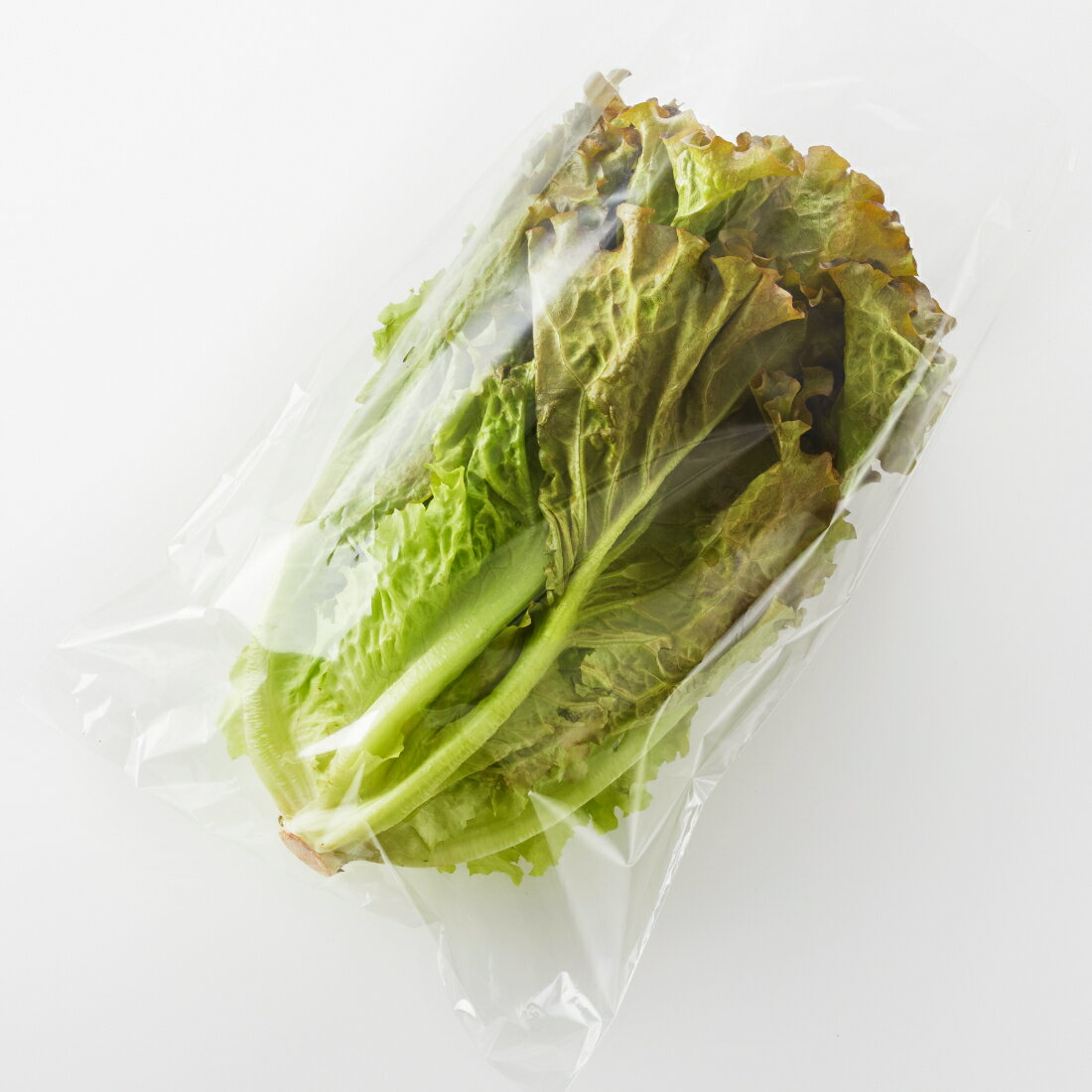 サニーレタス｜楽天マート - ネットスーパー