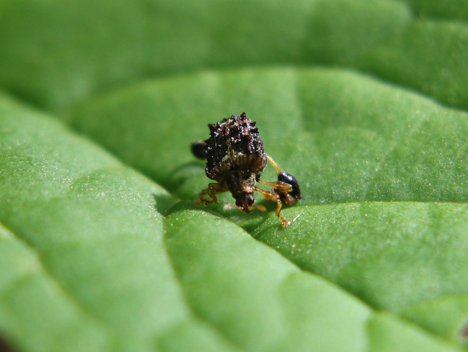 タカハシトゲゾウムシの写真、特徴、生態|スモールズー（生き物Web図鑑）