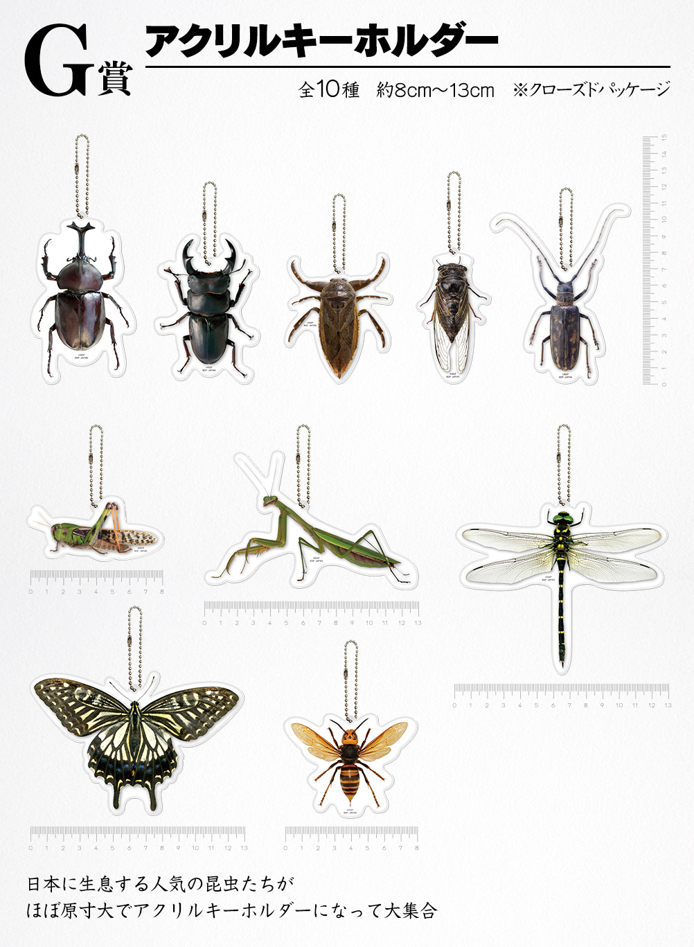 一番くじ 昆虫 LIFE with INSECT｜一番くじ倶楽部｜BANDAI SPIRITS公式