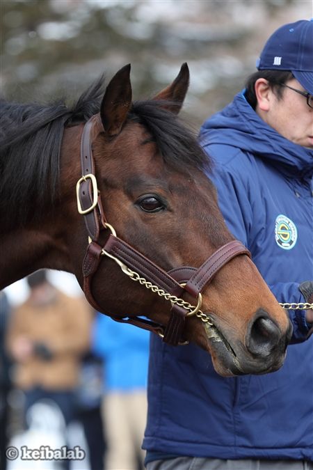 アイドルホース ロードカナロア 香港rer 【公式通販】