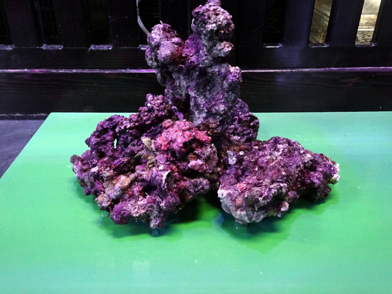 ライブロック通販 | 珊瑚・海水魚・ライブロック・オーバーフロー水槽