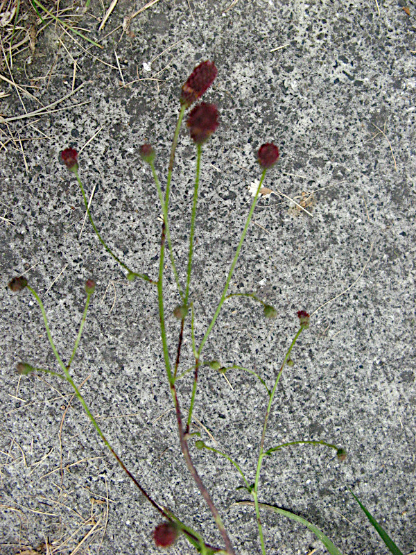 ワレモコウ | Sanguisorba officinalis | かぎけん花図鑑