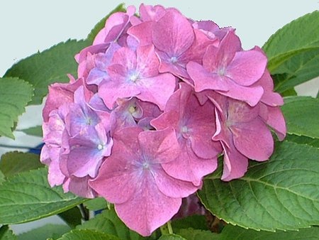 アジサイ | Hydrangea macrophylla | かぎけん花図鑑