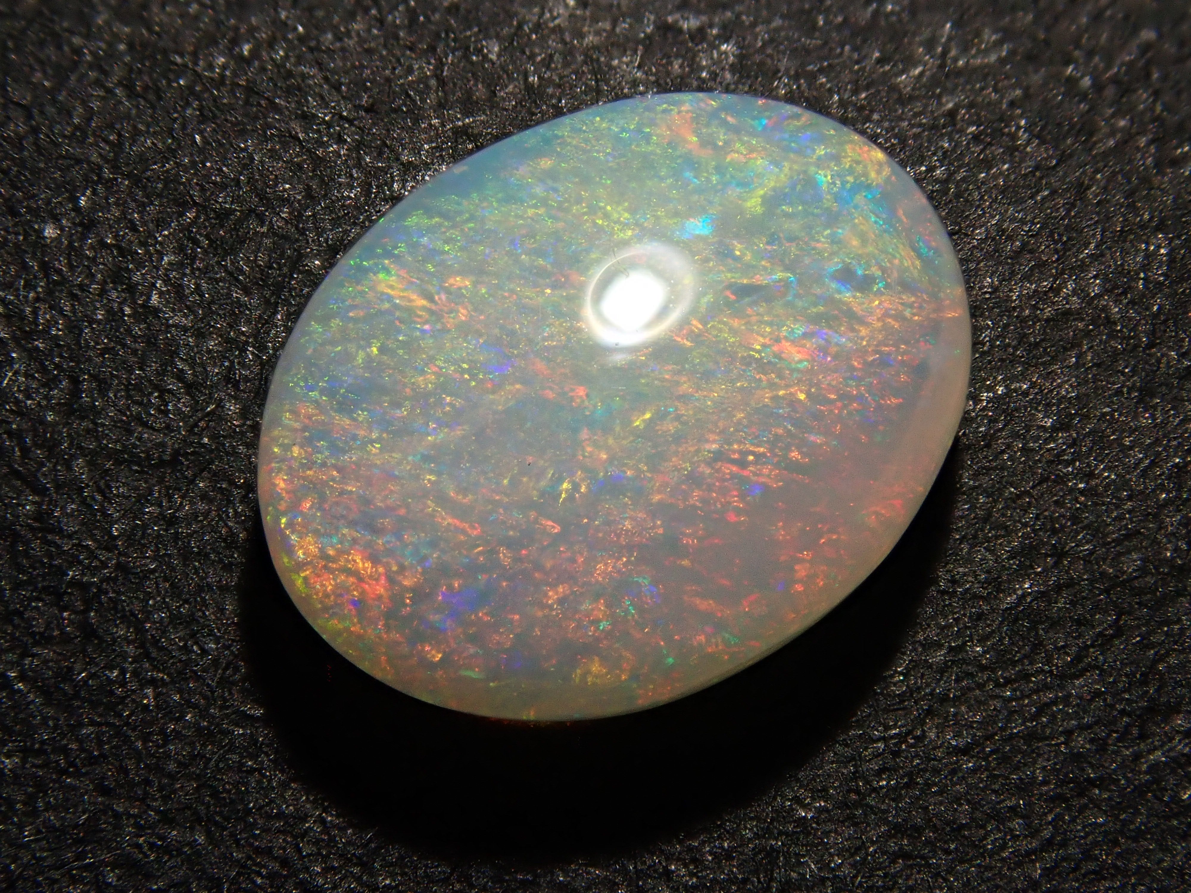 オーストラリア産 ゴミダマ 33mm オーストラリア産 ゴミダマ 33mm