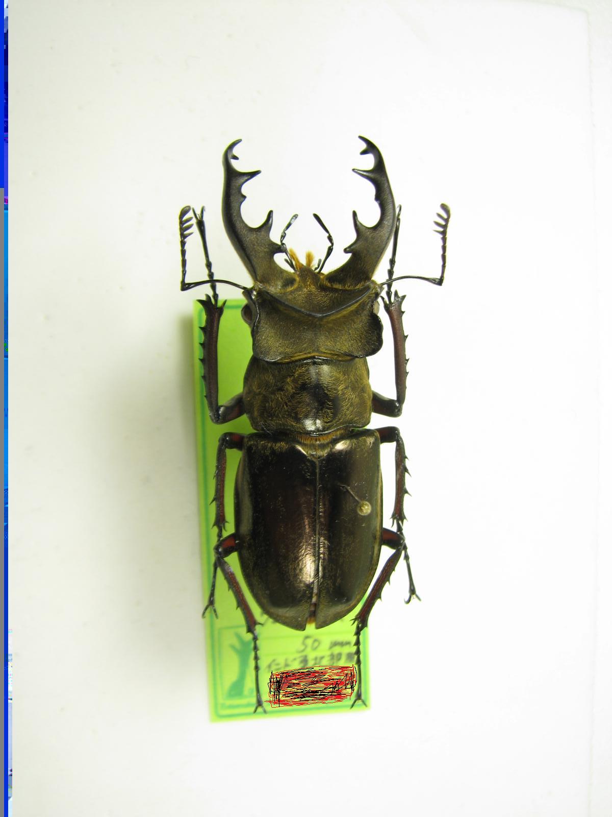 標本野外品 ネパール産 ルニフェルミヤマクワガタ 76.6ミリ かんたん