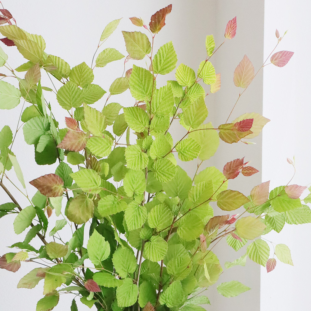 生花】姫水木(新緑)60cm程度【OT】 - 花材通販はなどんやアソシエ