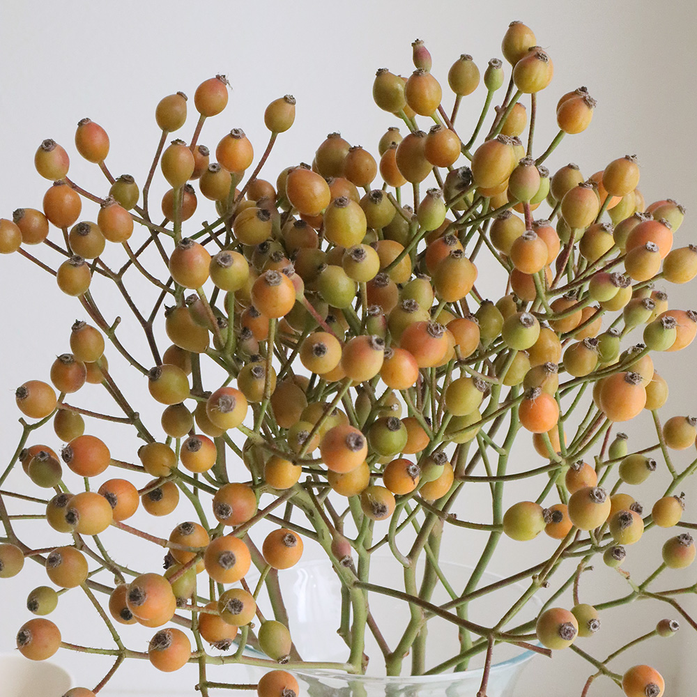 ローズヒップ確認用 ローズヒップ確認用 サイズ表｜ワコール直営の公式下着通販サイト