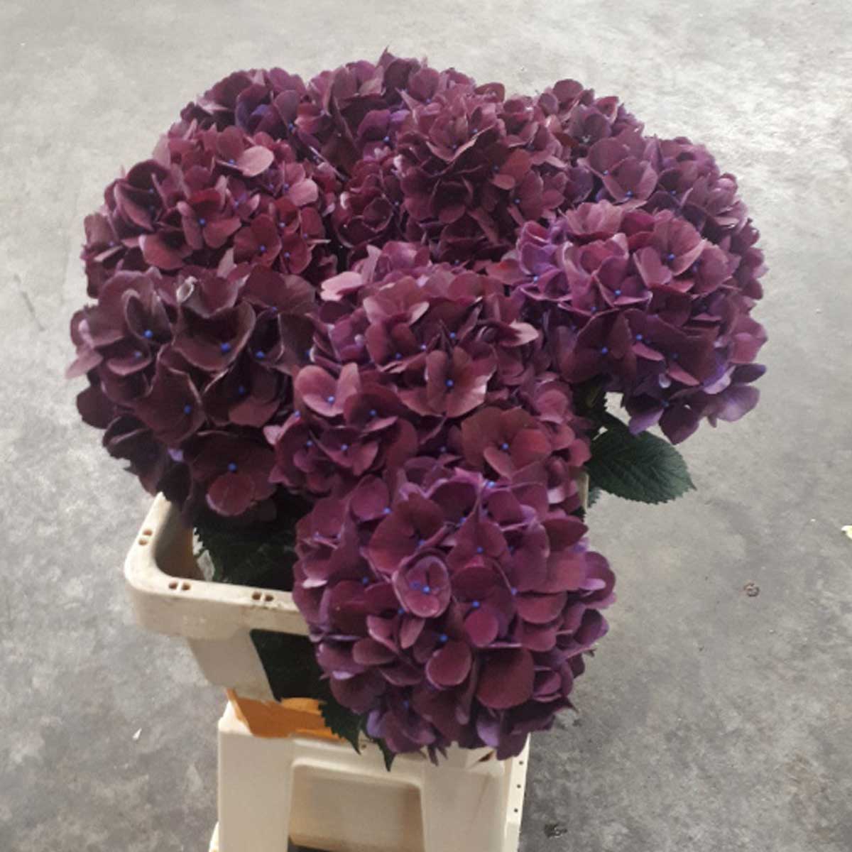 マヌキアン あじさいII マヌキアンあじさいII