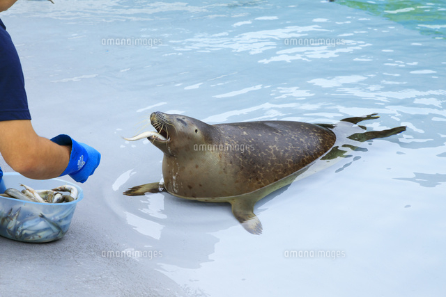動物園シリーズ 確認用 アザラシ
