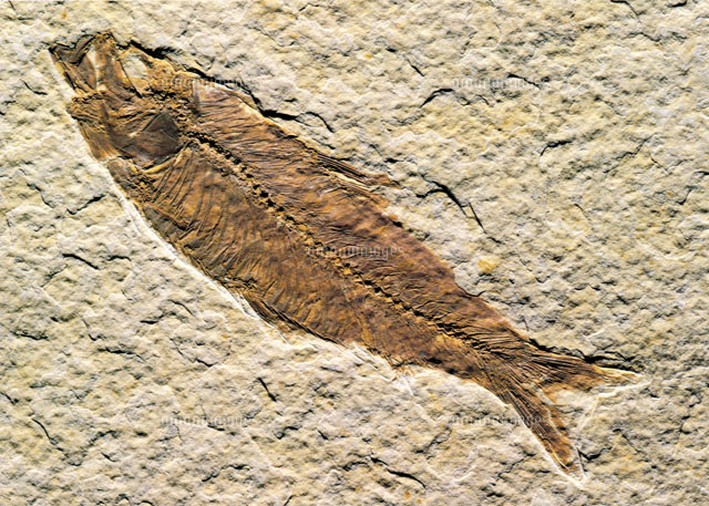 魚の化石 k-4 魚（化石） | 先史時代 | アートプリント