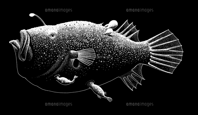 ミツクリエナガチョウチンアンコウ[01808029960]の写真・イラスト素材