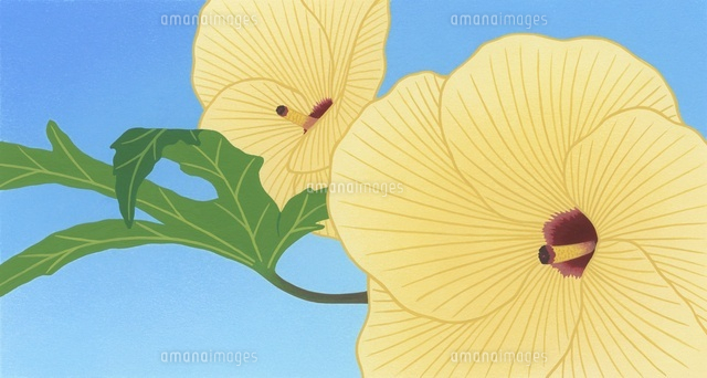 芙蓉の花[02518000032]の写真・イラスト素材｜アマナイメージズ