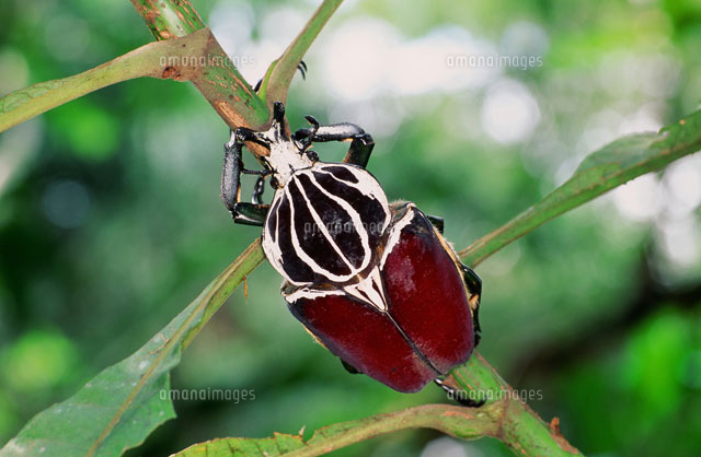 テレビボードゴライアスオオツノハナムグリ