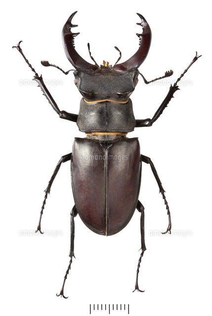 ケルブスミヤマ 昆虫標本 ヨーロッパミヤマ ユダイクスミヤマクワガタ