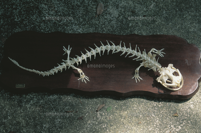 オオサンショウウオの骨格標本[32071000571]の写真・イラスト素材