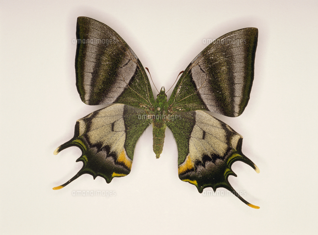 外国産蝶標本】テングアゲハ♀/タイ.ファン産/89mm Yahoo!オークション