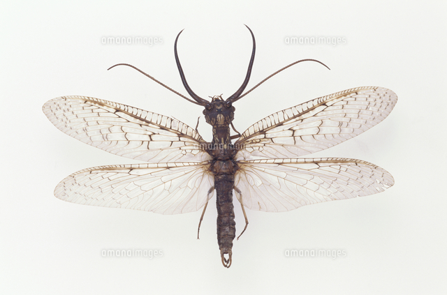 オオアゴヘビトンボ 標本[32073000773]の写真・イラスト素材｜アマナ