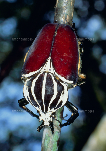 ゴライアス・ゴライアス（1オス、コンゴ産）