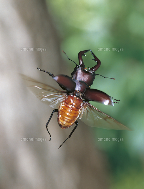 お客様の声2022 | オオクワ京都昆虫館 【Glass Beetleノコギリクワガタ