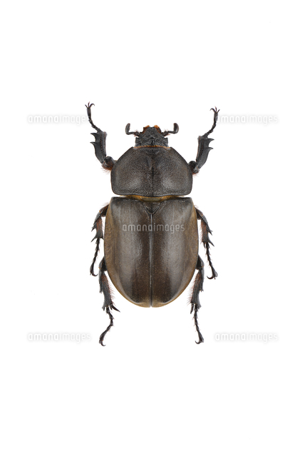 カブトムシ オス メス 標本 ケース付き 早い者勝ち！ カブトムシ オス