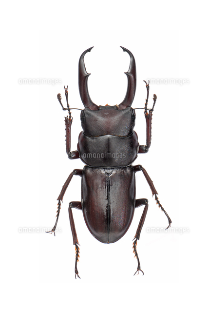 ハチジョウノコギリクワガタ 野外標本 2023年度 ハチジョウ