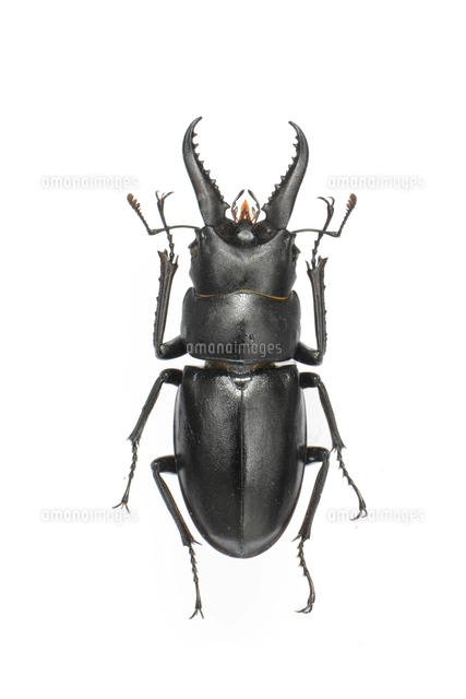 ハチジョウノコギリクワガタ メス 標本[32146002981]の写真・イラスト