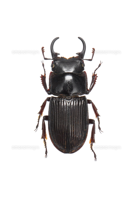 ハチジョウノコギリクワガタ メス 標本[32146002981]の写真・イラスト