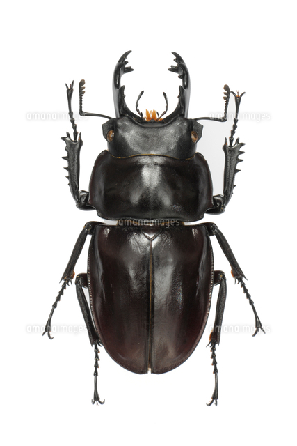 奄美大島産アマミマルバネクワガタ 野外品標本 【公式通販】