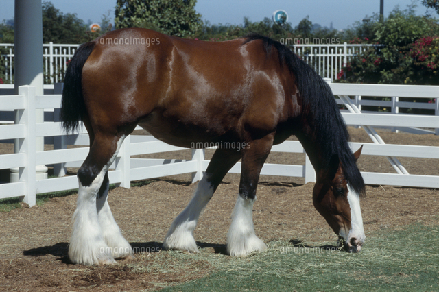 輓馬 馬 シャイヤー クライスデール アンティーク イギリス製 オブジェ