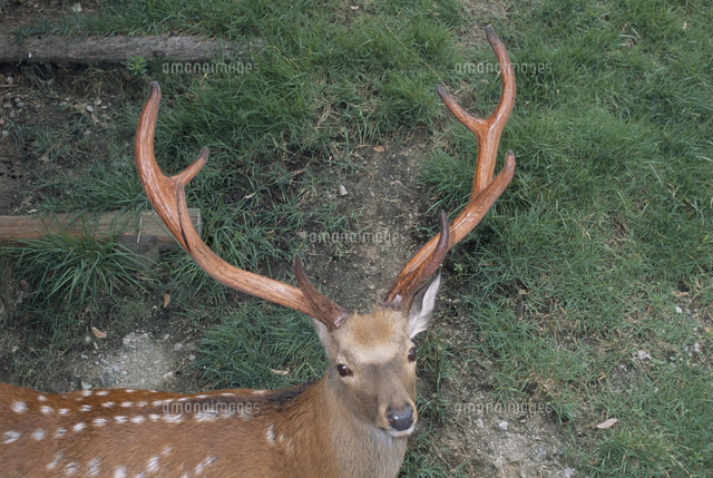 エゾシカのツノ（袋角） エゾシカの角 12本 鹿の角 エゾシカ Amazon.co