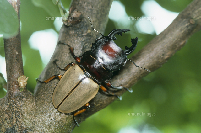 フェモラリスツヤクワガタ（ボルネオ亜種）[32127000507]の写真