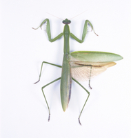 チョウセンカマキリのメス （標本）[32146000246]の写真・イラスト素材