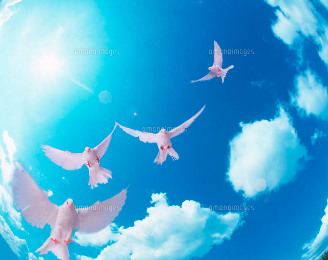 空を飛ぶ鳥[10179002065]の写真・イラスト素材｜アマナイメージズ