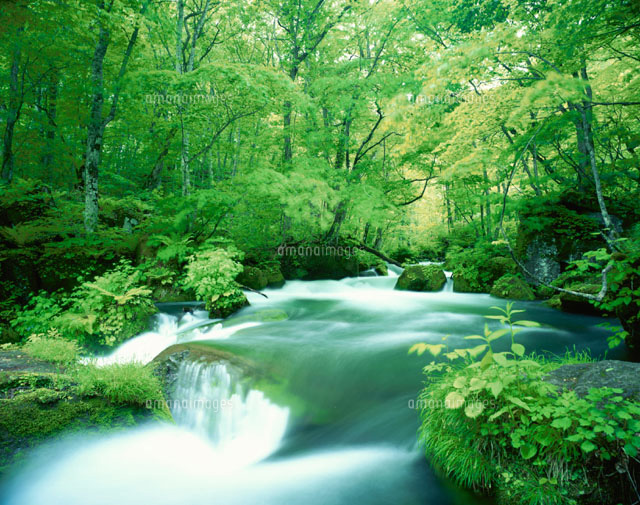 新緑の奥入瀬渓流 5月[25504004323]の写真・イラスト素材｜アマナ