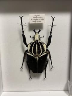 93.5mm ゴライアスオオツノハナムグリメレアグリス 6