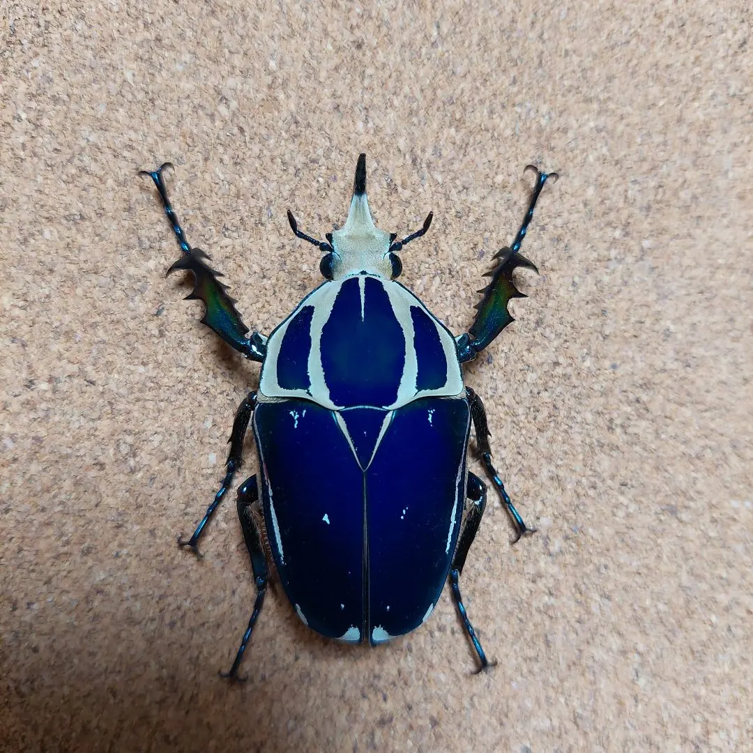 2026年最新】ウガンデンシスオオツノカナブン 標本の人気アイテム