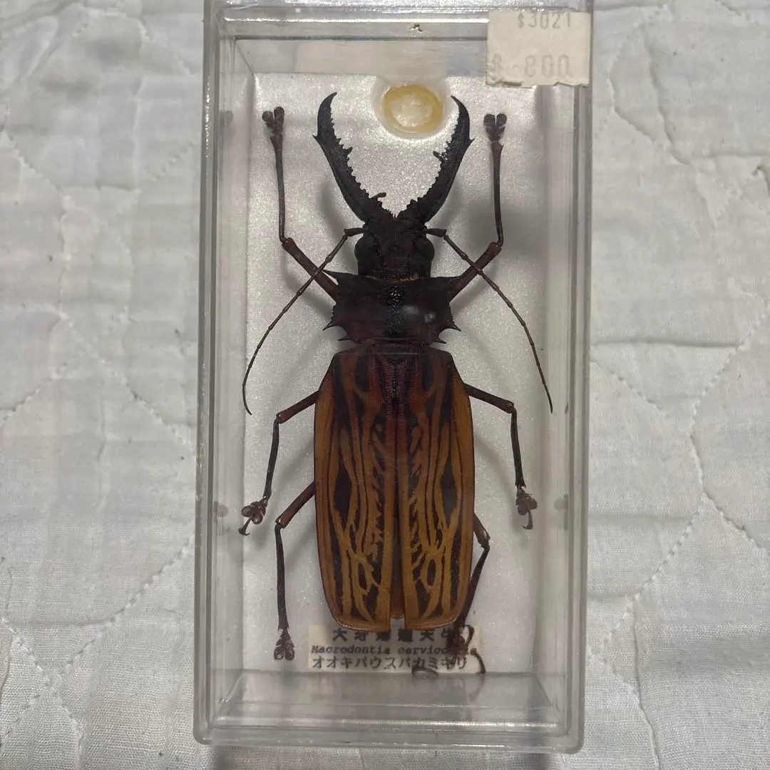 M*S様 特大 オオキバウスバカミキリ 標本 157ミリ 難アリ