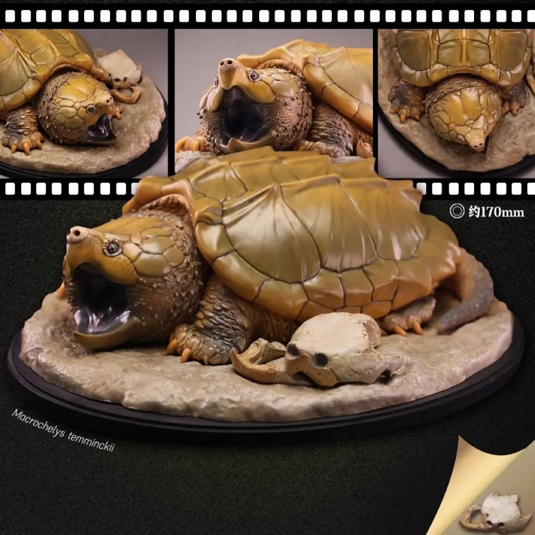 2026年最新】動物の惑星 ワニガメの人気アイテム - メルカリ