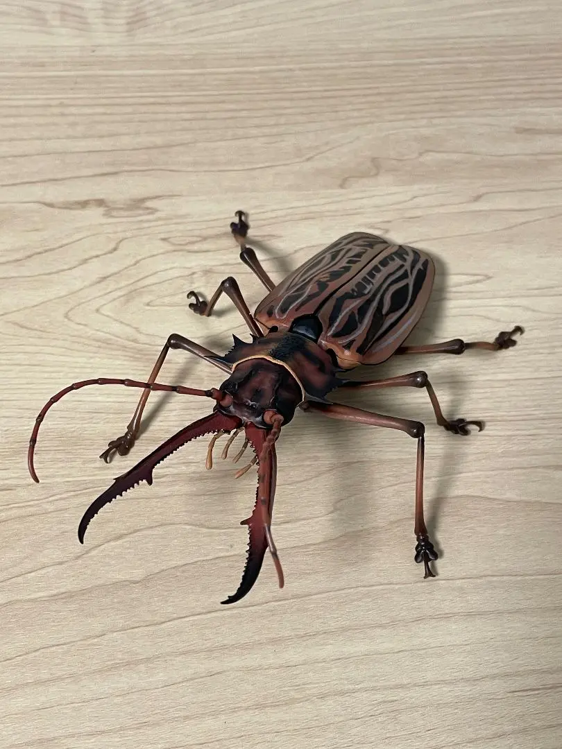 150mmup】オオキバウスバカミキリ標本 Macrodontia cervicornis