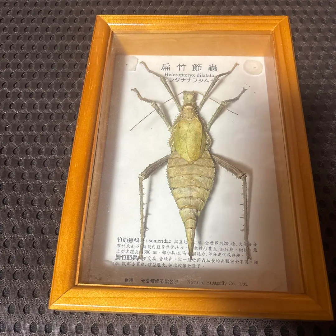 Amazon.co.jp: ナナフシ標本の標本 - 昆虫標本ナナフシ標本生物科学