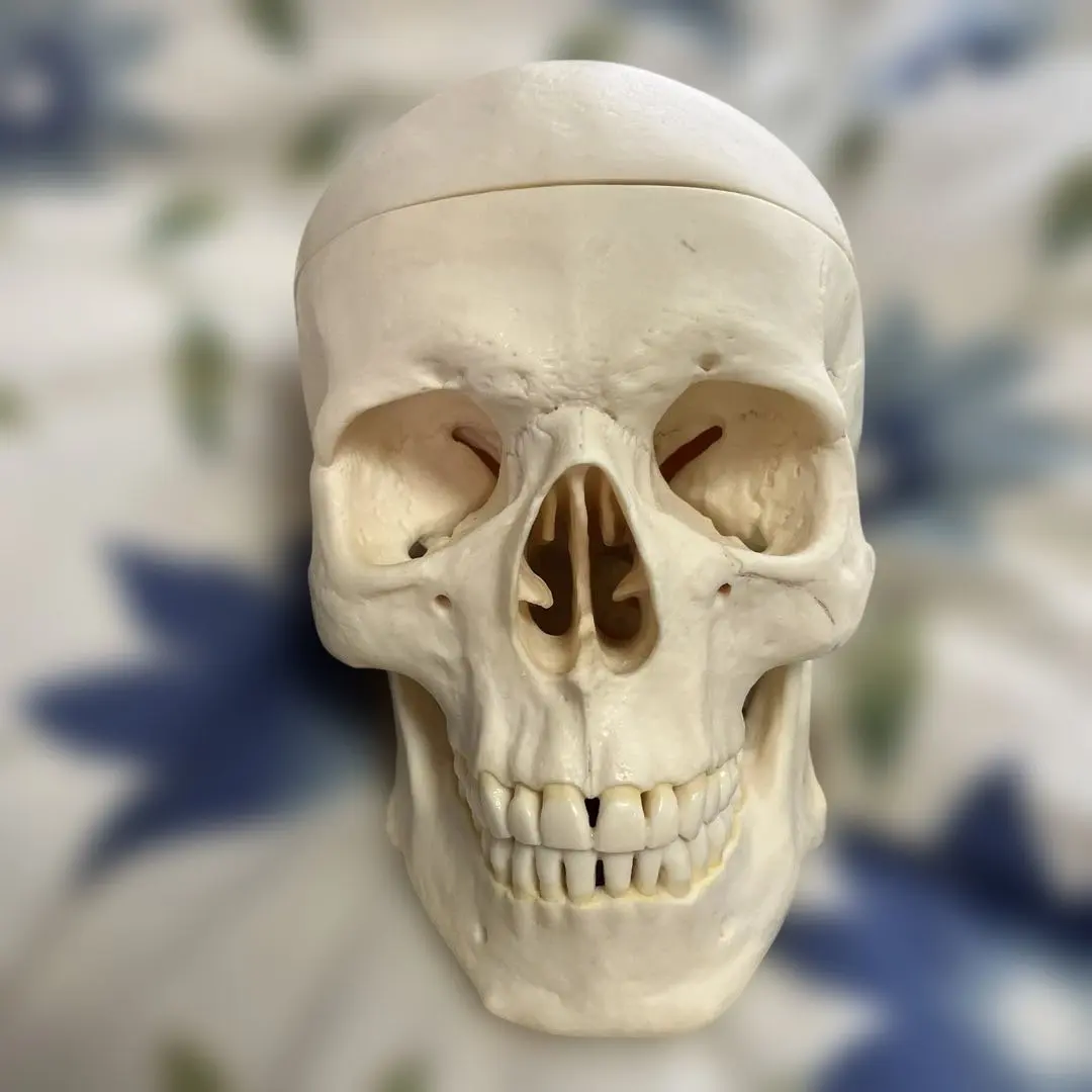 ソムソ社全身模型】可動式170cm人体模型ドイツSOMSO移動式キャスター付き