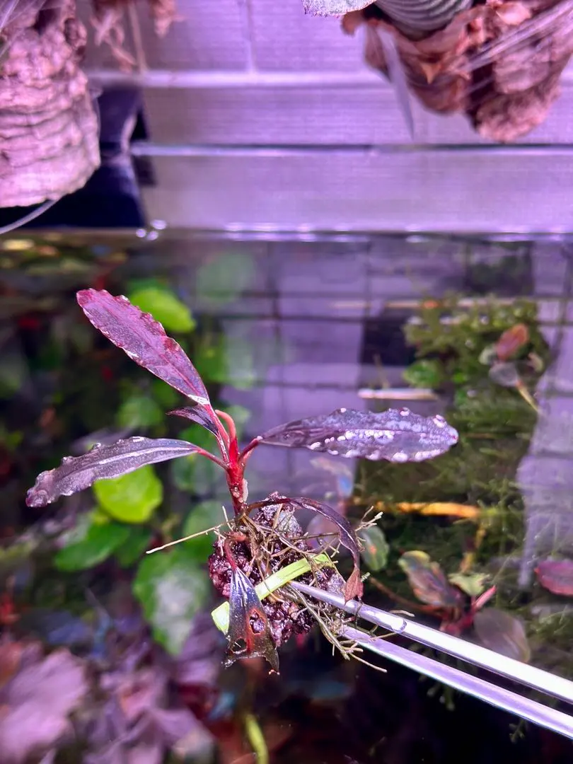 2026年最新】bucephalandra sp. ghost kalimantanの人気アイテム