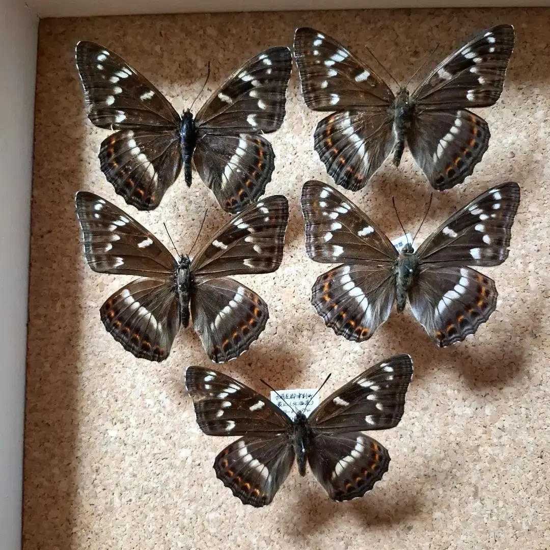 2026年最新】オオイチモンジの人気アイテム - メルカリ