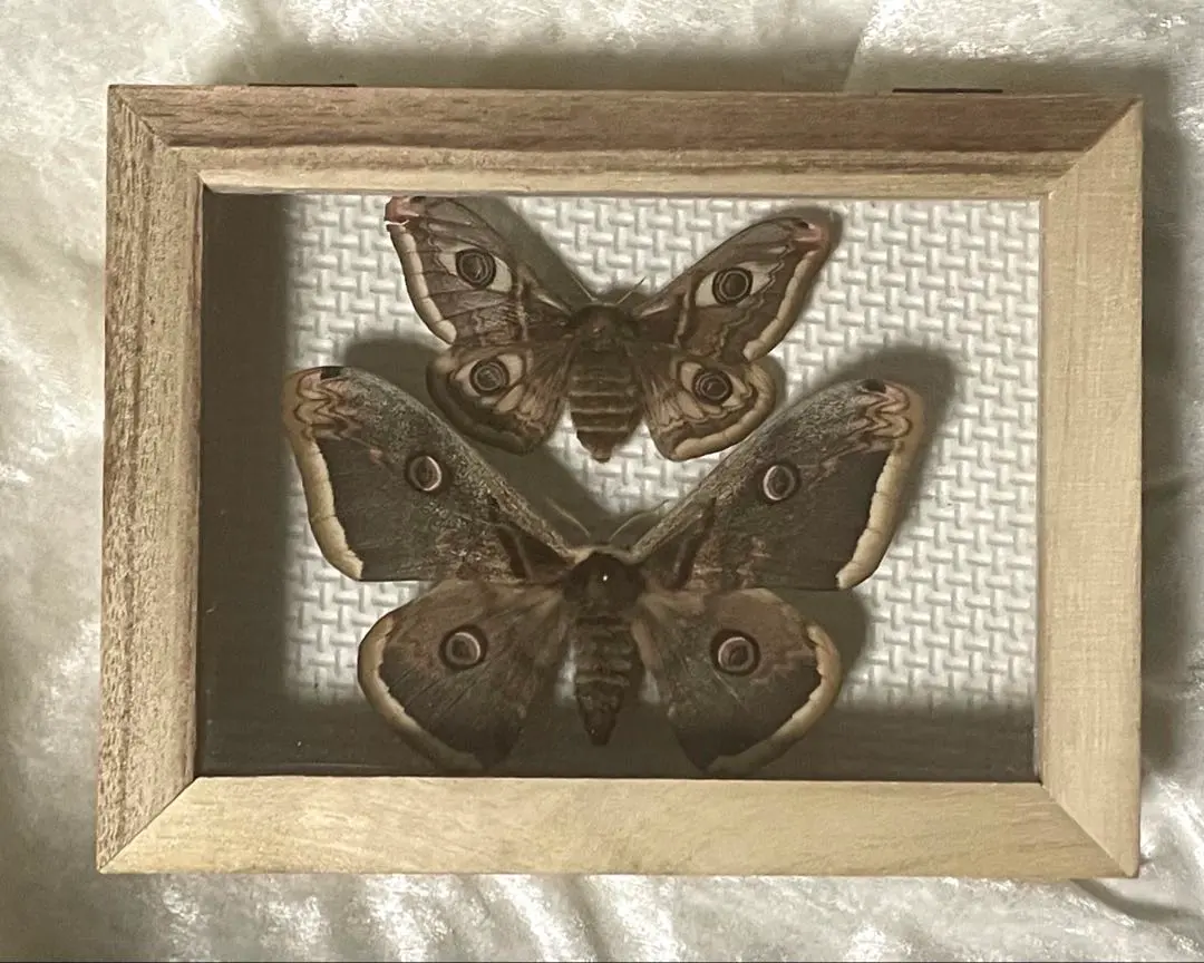 2026年最新】クジャクヤママユの人気アイテム - メルカリ