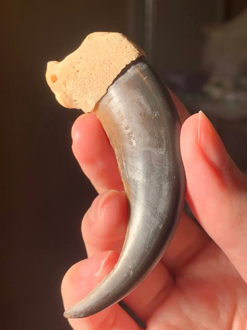 2026年最新】ヒグマ 爪の人気アイテム - メルカリ