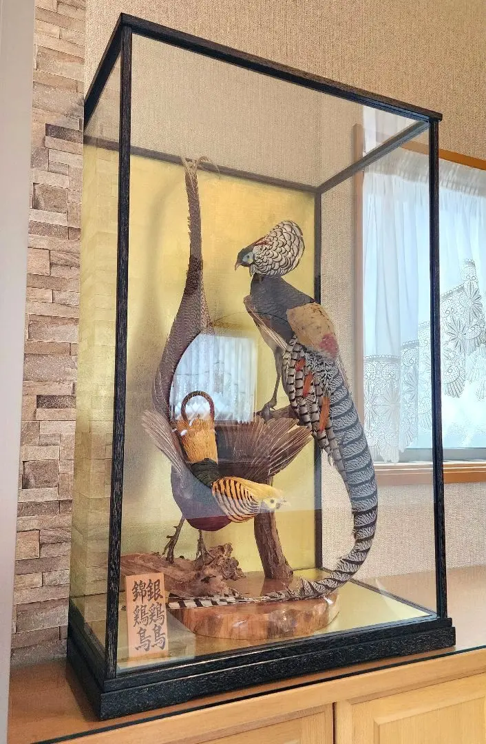 2025年最新】鳥剥製の人気アイテム - メルカリ キジの 剥製 木製 の台座 鳥