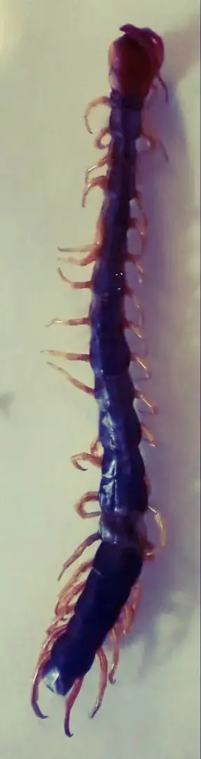 12cm 巨大化 ムカデ の 標本 最大60cmと噂される規格外な怪物