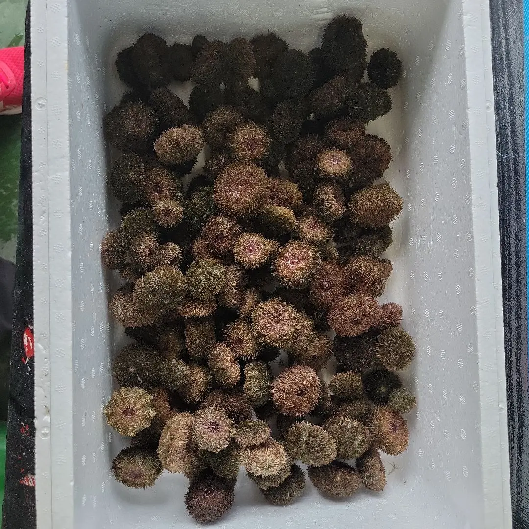 石鯛活バフンウニ釣りエサ用8キロクール便