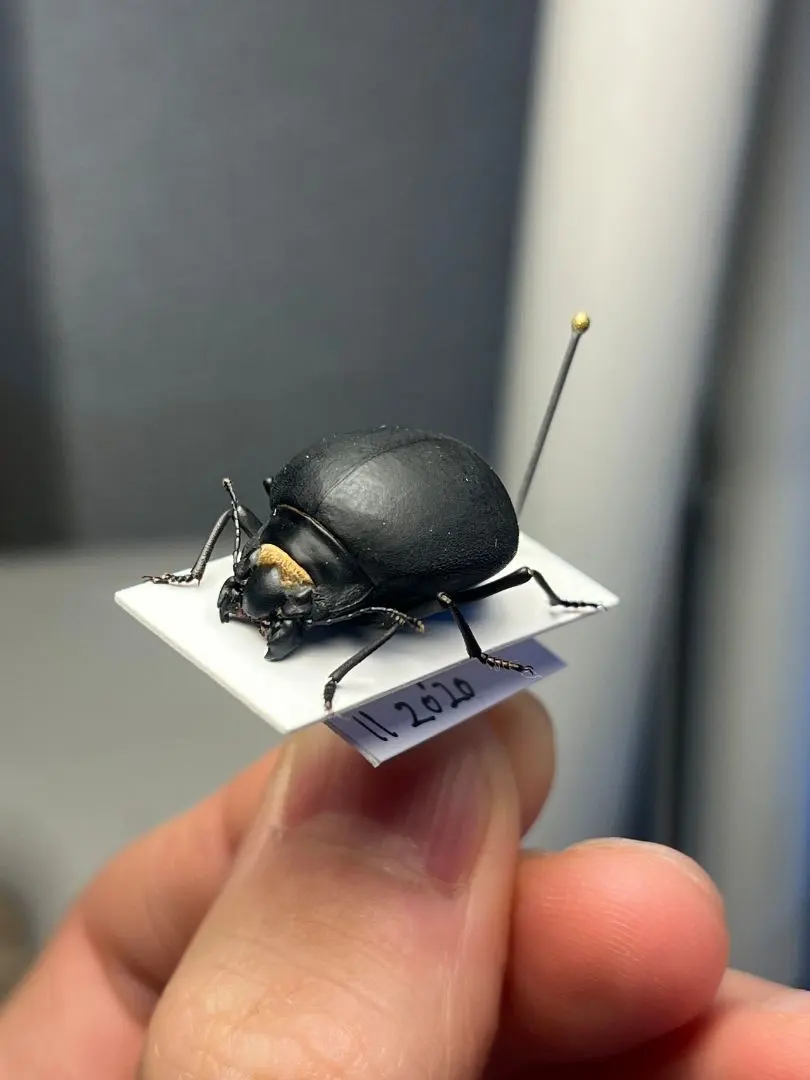 2026年最新】とんでもない甲虫の人気アイテム - メルカリ